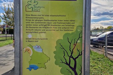 Info-Schild: Klimabaum-Allee Würzburg