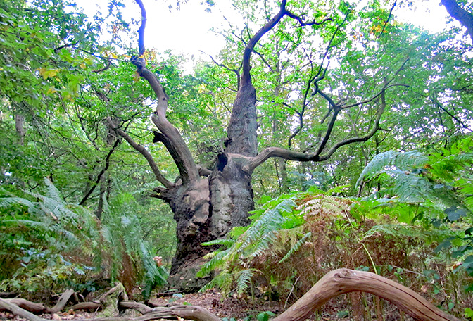 https://www.hs-rottenburg.net/fileadmin/user_upload/Aktuelles/Meldungen/2015/Wald-wilder/Wald-wilder-1.jpg