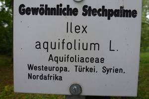 Detailaufnahme Schild der Stechpalme