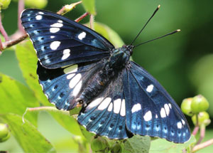 Schmetterling: Blauschwarzen Eisvogels Limenitis reducta