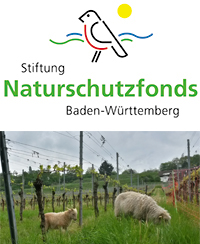 Logo: Stiftung Naturschutzfonds Baden-Württemberg, Foto: Weidende Schafe im Weinberg
