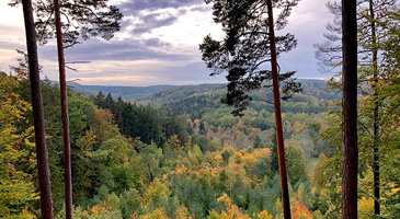 Blick über den bewaldeten Rammert - Herbstfärbung