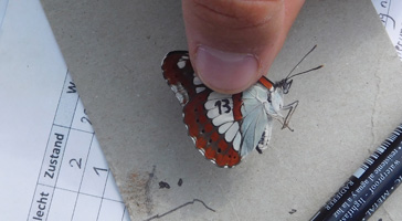 Ein Schmetterling mit Nummer wird erfasst